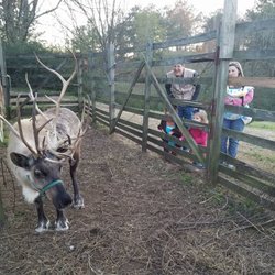 Pine Hill Farms - Looking at the reindeer