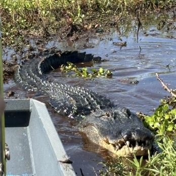 Wild Willy's Airboat Tours - Boat Tours Near Me - Saint Cloud, Florida
