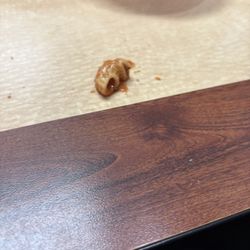 Red Rooster Antique Mall - Macaroni
