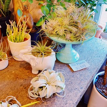 Hammer + Vine - Air Plants - Home Decor Near Me - Portland, Oregon Hammer + Vine - Air Plants - Home Decor Near Me - Portland, Oregon