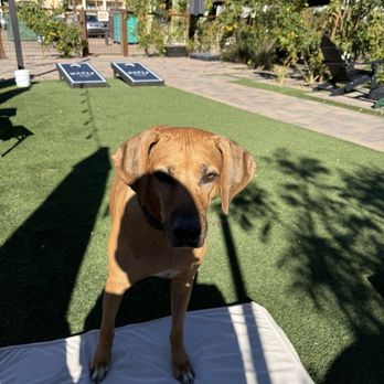 Maple House - Bindi enjoyed the ambiance - Coffee & Tea Near Me - Chandler, Arizona Maple House - Bindi enjoyed the ambiance - Coffee & Tea Near Me - Chandler, Arizona
