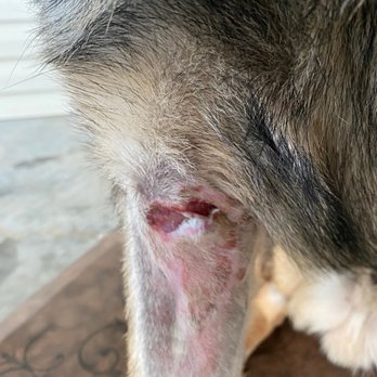 Denver Animal Emergency - Leg injury from being hit by a car. - Emergency Pet Hospital Near Me - Denver, North Carolina Denver Animal Emergency - Leg injury from being hit by a car. - Emergency Pet Hospital Near Me - Denver, North Carolina