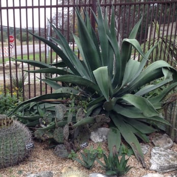 Zilker Botanical Gardens - That's a big boy - Botanical Gardens Near Me - Austin, Texas Zilker Botanical Gardens - That's a big boy - Botanical Gardens Near Me - Austin, Texas