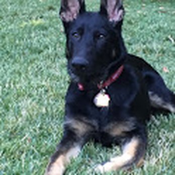 Hinterland German Shepherds - Ben, a Brooke x Into pup... - Pet Breeders Near Me - Angels Camp, California