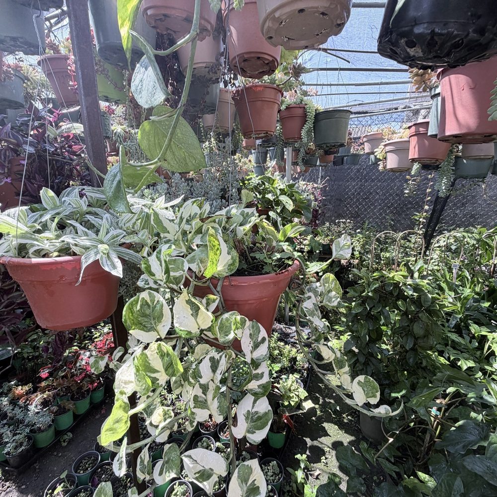 Gonzalez Nursery - Nurseries & Gardening Near Me - Monrovia, California