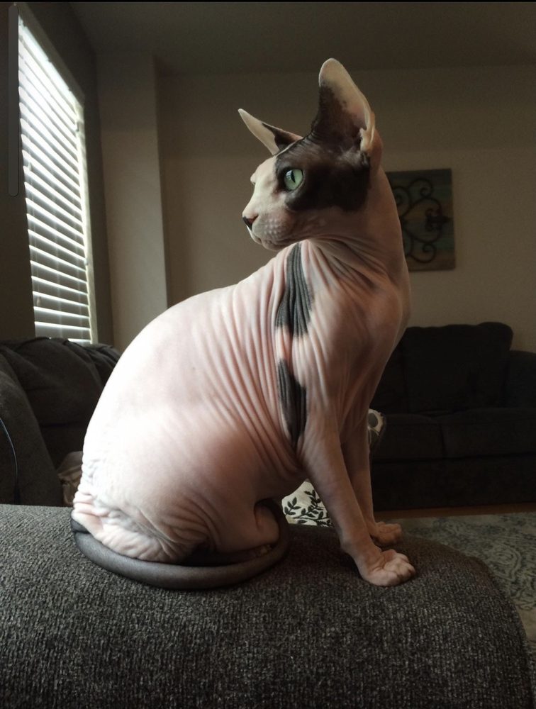 SOUTHSIDE ANIMAL HOSPITAL Updated August 2024 13 Photos & 33