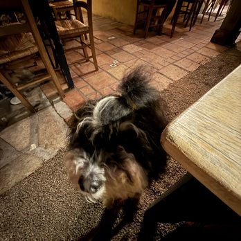 Casanova - Dog friendly patio, a must in Carmel by the Sea - Italian Near Me - Carmel-by-the-Sea, California Casanova - Dog friendly patio, a must in Carmel by the Sea - Italian Near Me - Carmel-by-the-Sea, California
