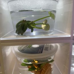 Betta plants