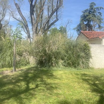Hernandez One Time Yard Clean Up - Before: Pampas grass - Junk Removal & Hauling Near Me - Stockton, California