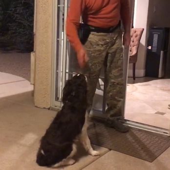 Las Vegas K9 Training - Pet Training Near Me - Las Vegas, Nevada
