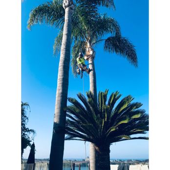 Grizzly Tree Trimming Services - Palm tree removal in Carlsbad - Tree Services Near Me