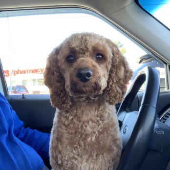 Dog Essentials - This is Bruce! - Pet Groomers Near Me - Rotterdam, New York