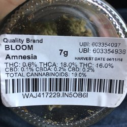 Bloom Cannabis - Tacoma - Amnesia from Quality