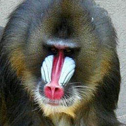 The infamous Mandrill