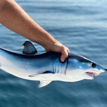 Guardian Charters - Fishing Near Me - San Diego, California