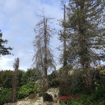 Real Tree Service - Hillside - Tree Services Near Me