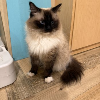 Cat Cafe Moff - Themed Cafes Near Me - Honolulu, Hawaii Cat Cafe Moff - Themed Cafes Near Me - Honolulu, Hawaii