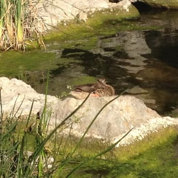 Wildwood Regional Park - Miss Duck! - Hiking Near Me - Thousand Oaks, California Wildwood Regional Park - Miss Duck! - Hiking Near Me - Thousand Oaks, California