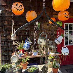 P & J's Plantiques - Succulents meet Halloween