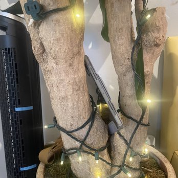Republik Coffee Burbank - Lights on tree by outlets. - Cafes Near Me - Burbank, California Republik Coffee Burbank - Lights on tree by outlets. - Cafes Near Me - Burbank, California