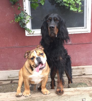 Happy Dogs