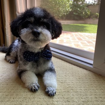 Ann's Pet Grooming - Fresh after grooming - Pet Groomers Near Me - Brea, California Ann's Pet Grooming - Fresh after grooming - Pet Groomers Near Me - Brea, California