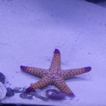 Vets Pets - The starfish i bought there that i named Pinky :) - Aquarium Services Near Me - El Cajon, California Vets Pets - The starfish i bought there that i named Pinky :) - Aquarium Services Near Me - El Cajon, California