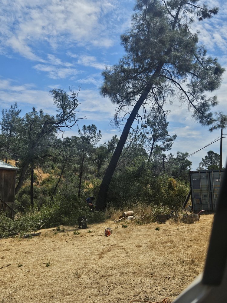 Arbtrek - tree service in Reno, NV