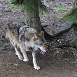Bayerwald-Tierpark