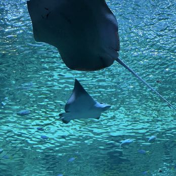 Seattle Aquarium - Aquariums Near Me - Seattle, Washington