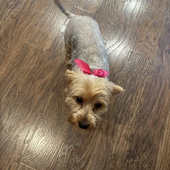 Mutts & Pups Grooming - My babies Lily ands Jax love going to get groomed. The best groomer ever. - Pet Groomers Near Me - Fontana, California Mutts & Pups Grooming - My babies Lily ands Jax love going to get groomed. The best groomer ever. - Pet Groomers Near Me - Fontana, California