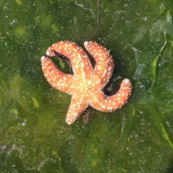 Kopachuck State Park - We found a little guy persevering...just about the size of a silver dollar - Parks Near Me - Gig Harbor, Washington Kopachuck State Park - We found a little guy persevering...just about the size of a silver dollar - Parks Near Me - Gig Harbor, Washington