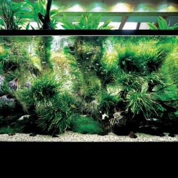 ADA NATURE AQUARIUM ポスター・ロージーテトラ ADA NATURE AQUARIUM ポスター・ロージーテトラ ADA NATURE