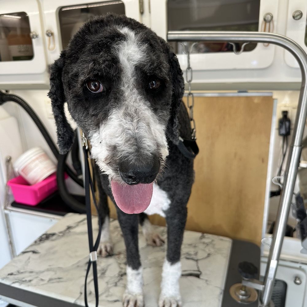 King Cuong Mobile Grooming - Our bernedoodle - Pet Groomers Near Me - Columbia, Missouri King Cuong Mobile Grooming - Our bernedoodle - Pet Groomers Near Me - Columbia, Missouri
