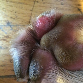 The Pet Set - close up shot of infected injured paw after 2 week stay. 4 months later and not 1 explanation why I was not informed of his condition. - Pet Sitting Near Me - Long Beach, California The Pet Set - close up shot of infected injured paw after 2 week stay. 4 months later and not 1 explanation why I was not informed of his condition. - Pet Sitting Near Me - Long Beach, California