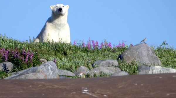 Lazy Bear Expeditions & Tours Churchill Canada by null