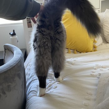 California Grooming - Pet Groomers Near Me - Culver City, California