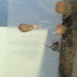 The Wacky Bug Man - Brown Widow + Babies-To-Be