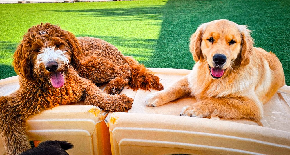 PupTown - pet boarding facility in Medina, MN