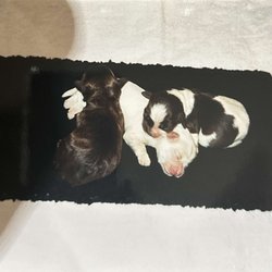 Hometown Bed & Biscuits - Babe with her siblings days after birth.