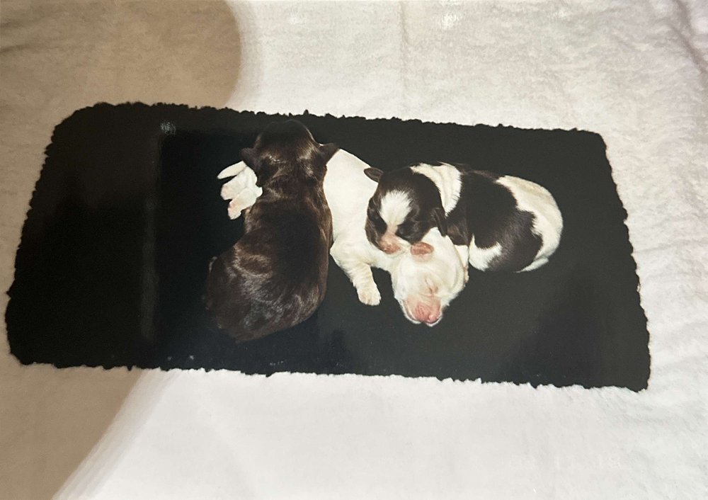 HOMETOWN BED & BISCUITS Updated September 2024 42 Photos & 41 Reviews 6137 Franconia Rd