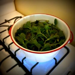 Circle M Market Farm - Spring tonic! Nettle lemonade.