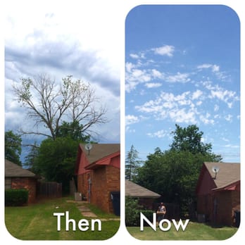 Urban Arborists - Tree Services Near Me Urban Arborists - Tree Services Near Me