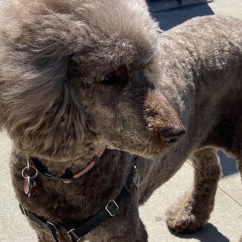 Animal Loving Care - Gus - Pet Sitting Near Me - Brooklyn, New York Animal Loving Care - Gus - Pet Sitting Near Me - Brooklyn, New York