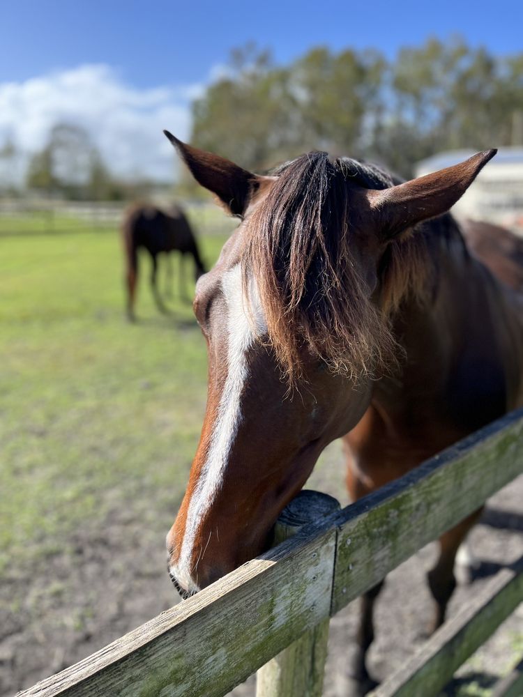P & L Stables - equestrian in Bunnell, FL