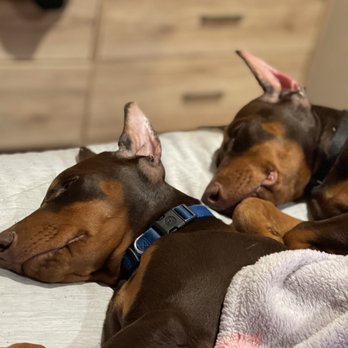 Colima Animal Hospital 114 Photos 448 Reviews Veterinarians 3205 S Hacienda Blvd Hacienda Heights Ca Phone Number