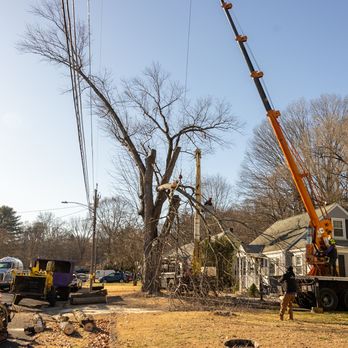 Jandreau's Tree Service - Tree Services Near Me - Meriden, Connecticut