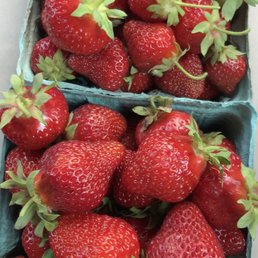 Pick Your Own Strawberries