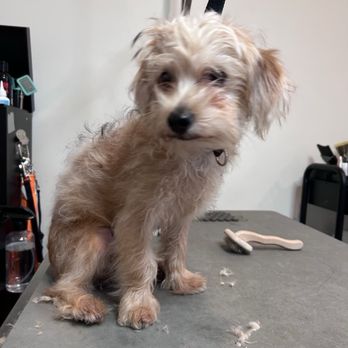 Bark & Sparkle - Pet Groomers Near Me - San Dimas, California