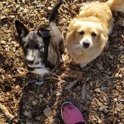 k9 behaviorist near me